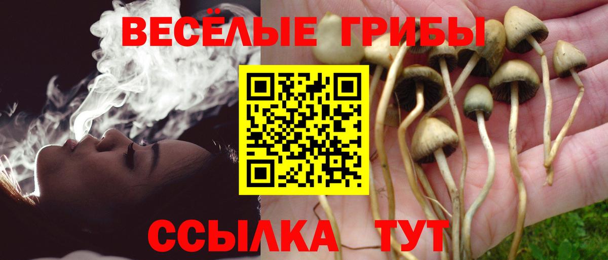 Псилоцибиновые грибы Psilocybe Белореченск